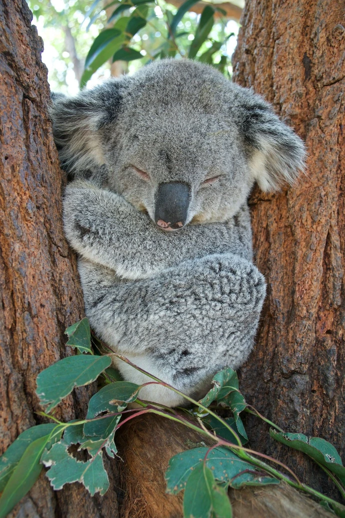 koala bear on brown tree